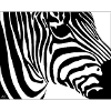Zebra print: Contrast stripes