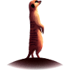 Erdmännchen