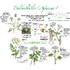 Doldengewächs