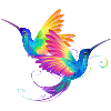 Rainbow bird pride