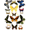 Butterflies