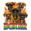 Boxer