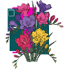 Freesias