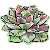 Echeveria Fat Leaf Rosette Succulent