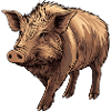 Wild boar