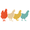 Poulets Fermier Fermier Poulet Coq