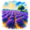 Lavender field