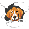 Foxhound guckt durch zerrissenes Papier