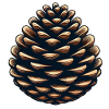 Pine cone