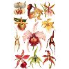 Orchids