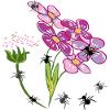 Flowers with ants insects