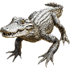 Crocodile
