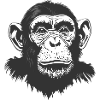Monkey - Chimpanzee