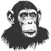 Chimpanzee - Monkey