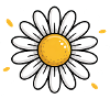 Gänseblümchen
