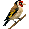 Polygonal Goldfinch – Geometric Elegance
