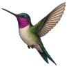 Colibri majestueux à l’aspect aquarelle