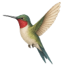 Ruby-throated hummingbird – nature meets elegance