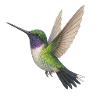 Emerald Hummingbird with Violet Glow