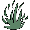 Succulent