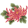 Chrysanthemum