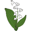 maigloeckchen