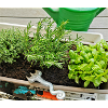 Herbe