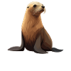 Sea Lions Sea Lion