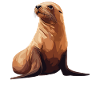 Seelöwen Seelöwe