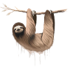 Sloth