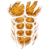 Fire Orange Muscle Structure