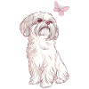 Shih Tzu and Butterfly