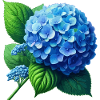 Hydrangea blue