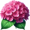 Hydrangea pink