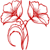Coquelicot