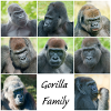 Gorilla Family