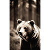 Ours | Ours brun | Grizzli | Animaux