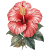Hibiscus Blossom