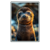 Sea Lions Sea Lion