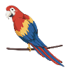 Parrot
