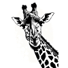 Giraffe in tattoo style