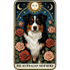 Australischer Schäferhund