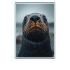 Sea Lions Sea Lion