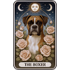 Boxer