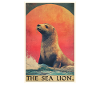 Seelöwen Seelöwe