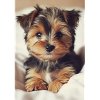 Chiot