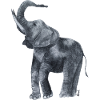 Majesty in Grey