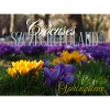 Crocuses Szczecin Poland Springtime