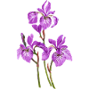 Fleur