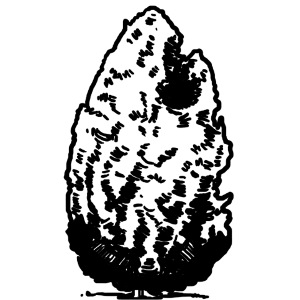 Zypresse